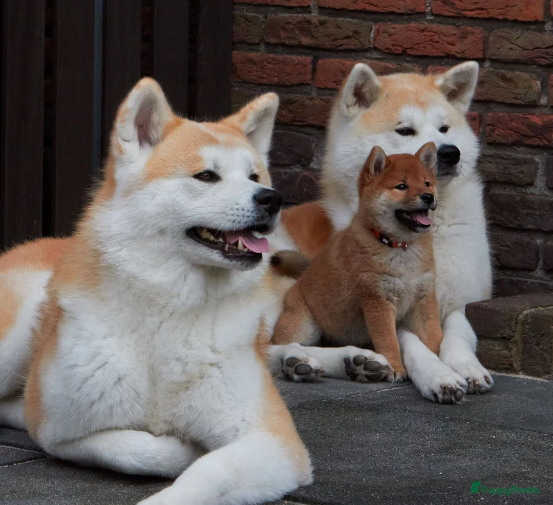 Galerij afbeelding {{count}}