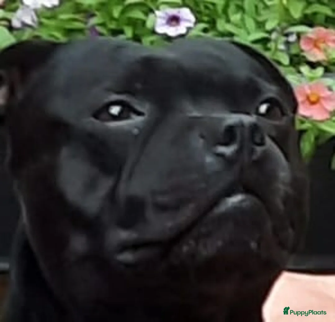 Engelse Stafford honden ter dekking: Dekreutje Engelse Stafford in Rotterdam - Advertentie 3