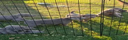 Weimarse Staande Hond langhaar honden te koop: Weimaraner Langhaar Pups met Stamboom - Advertentie 8