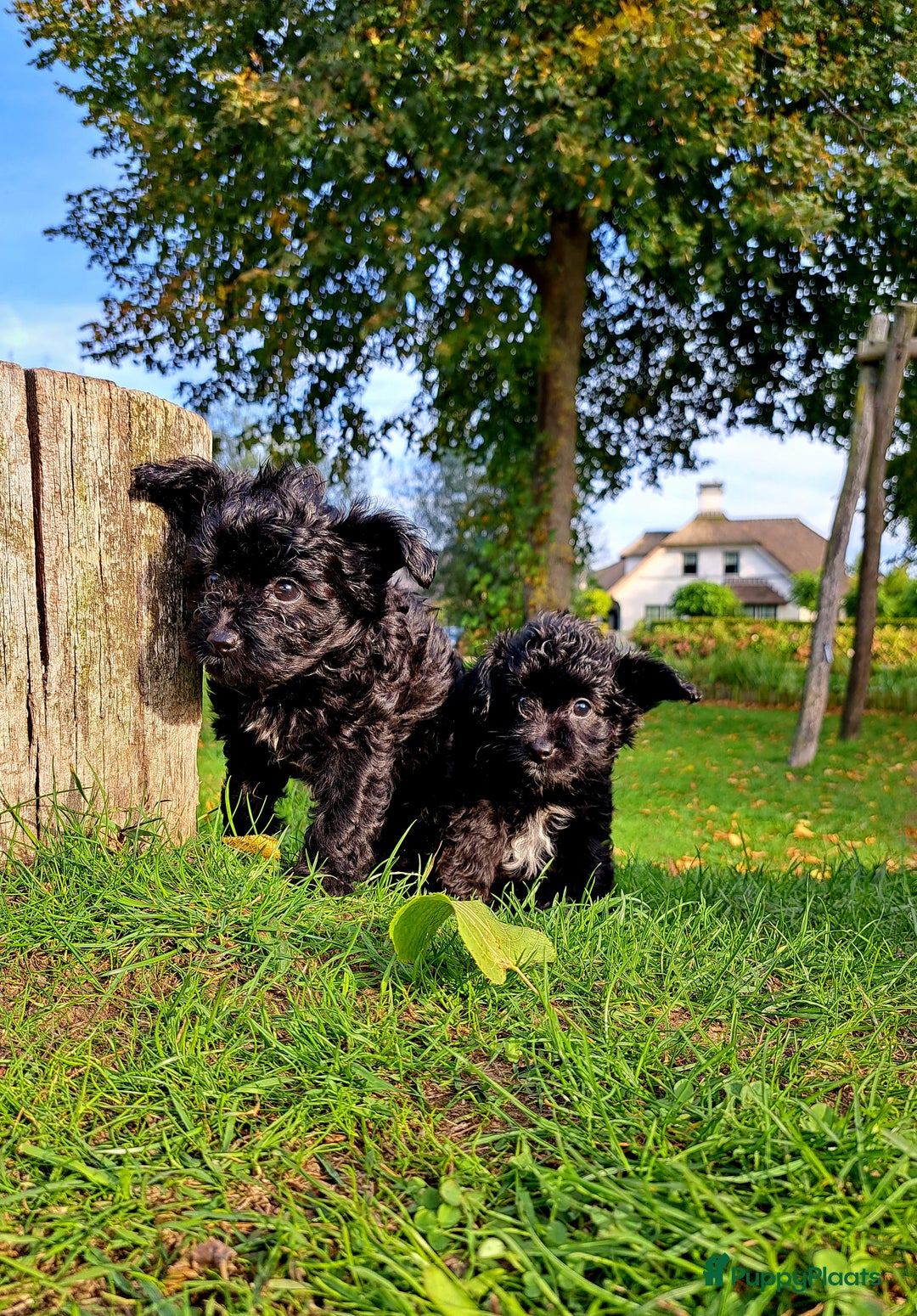 Kruising honden te koop: Laatste teefje: Orginele Amerikaanse Toy Papipoo  - Advertentie 10