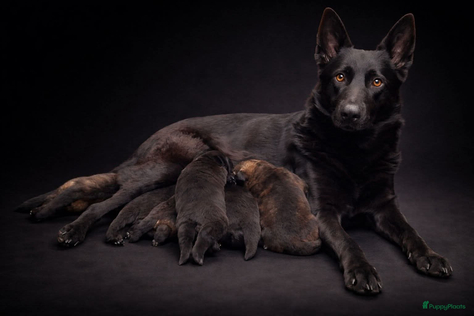 Duitse Herder honden  te koop wolfsgrauw teefje - Advertentie 1