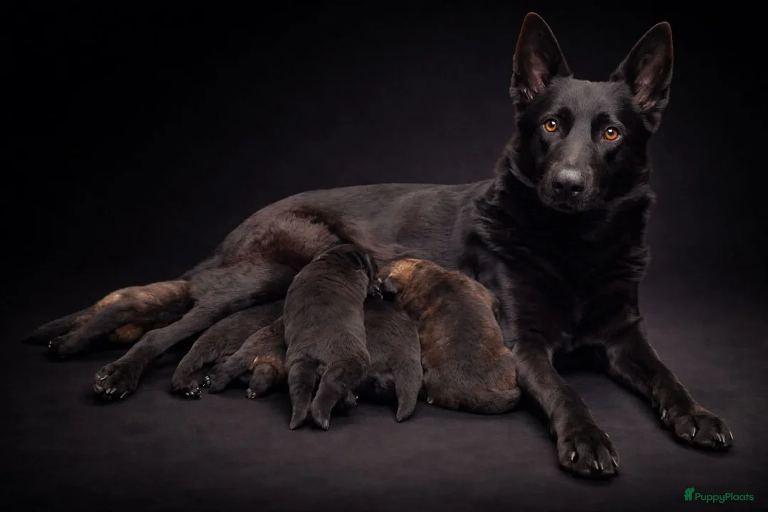 Duitse Herder honden te koop:  te koop wolfsgrauw teefje - Advertentie 1