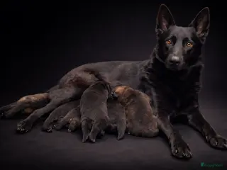 Duitse Herder honden te koop wolfsgrauw teefje met stamboom - Advertentie 10