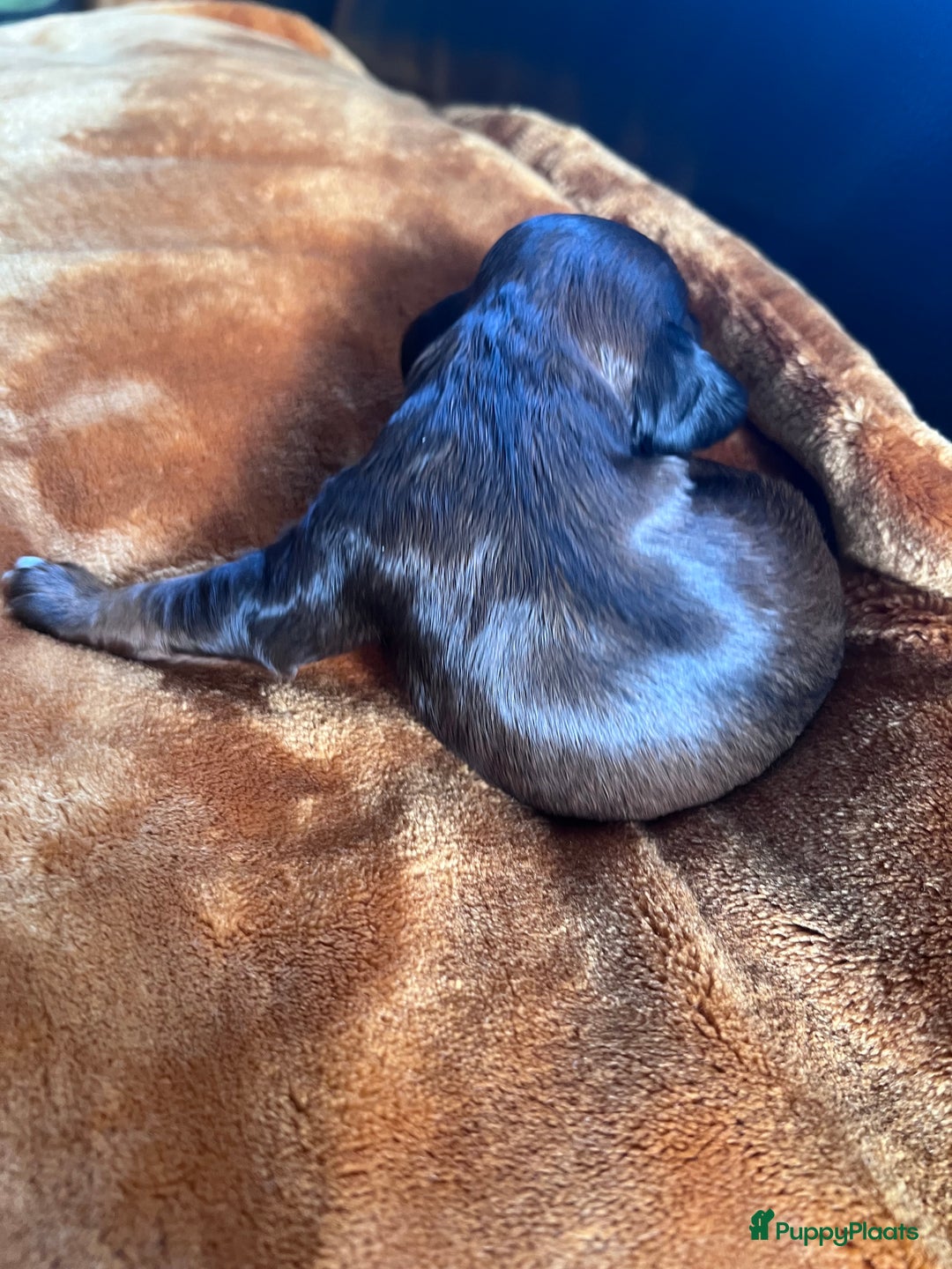 Cockapoo honden te koop: Cockapoo pups geboren  - Advertentie 5