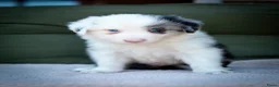 Border Collie honden te koop: FCI stamboom Bordercollie pups te koop 🩷🩵🩵🩵 - Advertentie 2