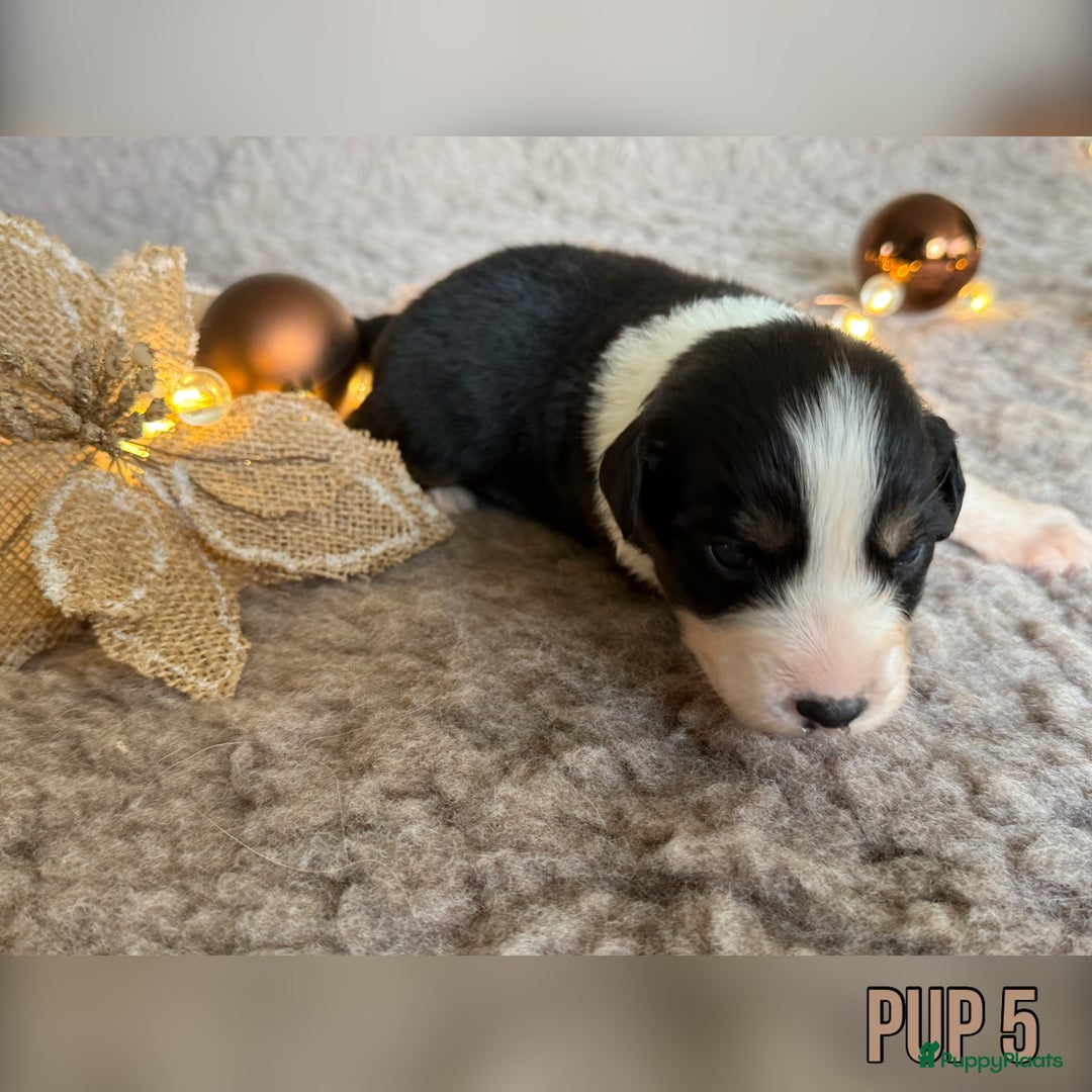 Australian Shepherd honden te koop: Prachtig nestje raszuivere Australian Shepherds - Advertentie 15