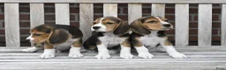 Beagle honden te koop: Prachtige Beagle pups met stamboom ! - Advertentie 6