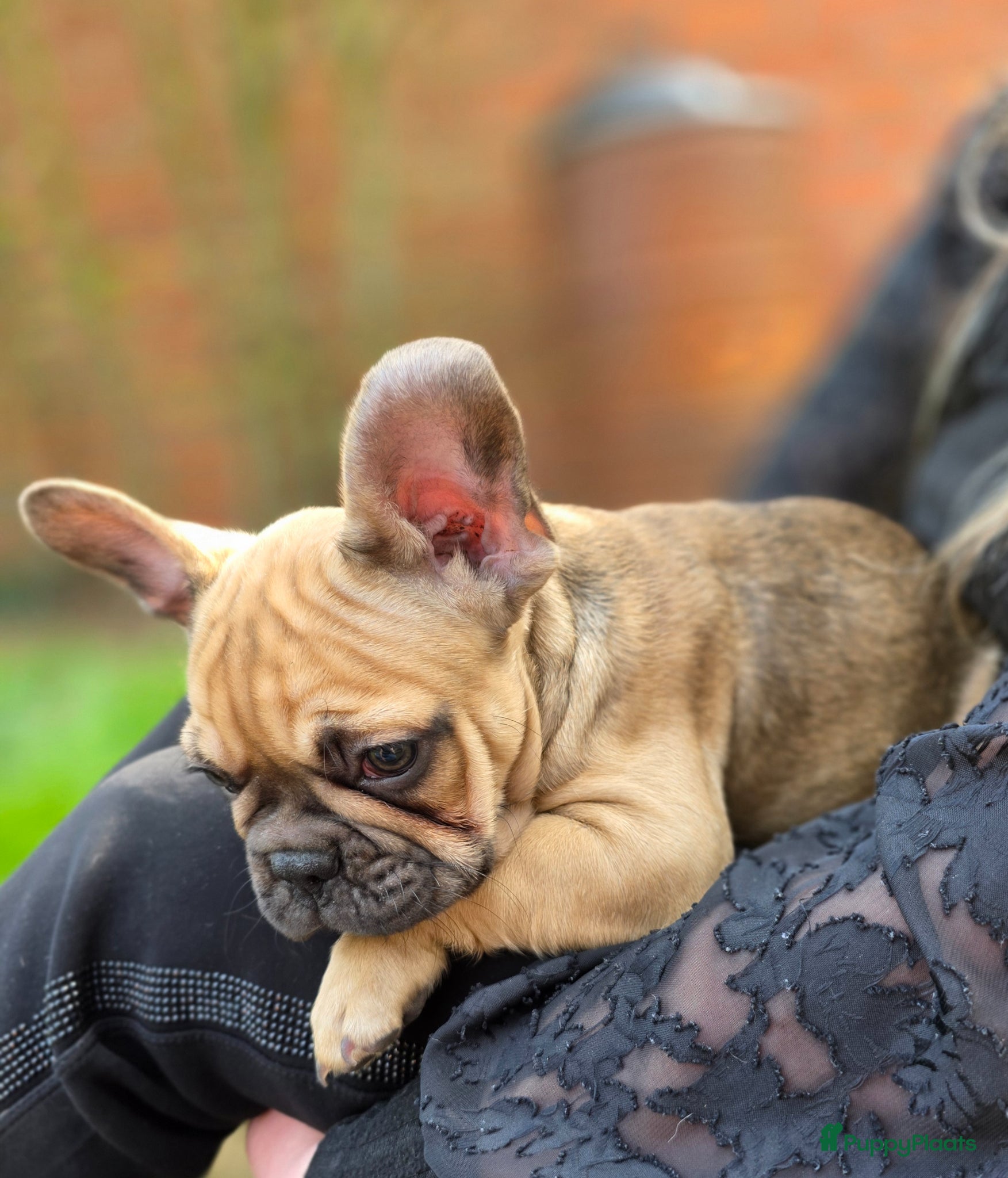 Franse Bulldog honden Nog 3Mooie franse bulldog pups mogen nest verlaten - Advertentie 11