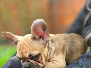 Franse Bulldog honden Nog 3Mooie franse bulldog pups mogen nest verlaten - Advertentie 11