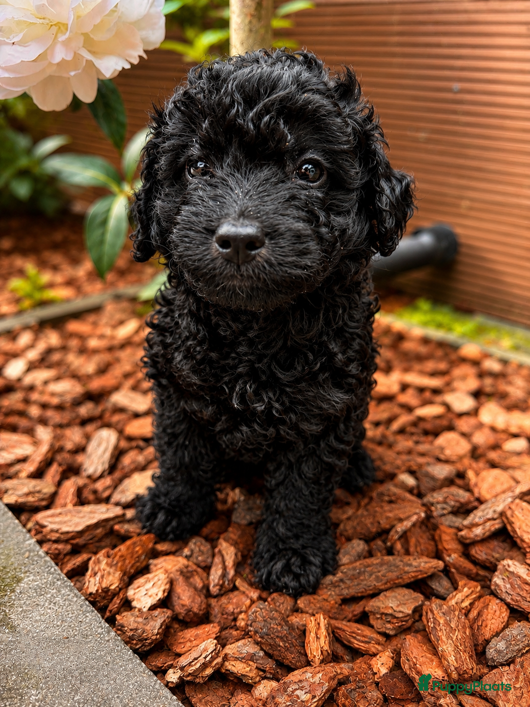 Maltipoo honden Maltipoo pups geteste vader/moeder - Advertentie 3