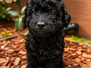 Maltipoo honden Maltipoo pups geteste vader/moeder - Advertentie 3