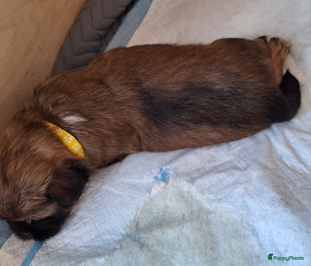 Lhasa Apso honden te koop: Wij zijn Lhasa-apso-boemwrtjes - Afbeelding 5