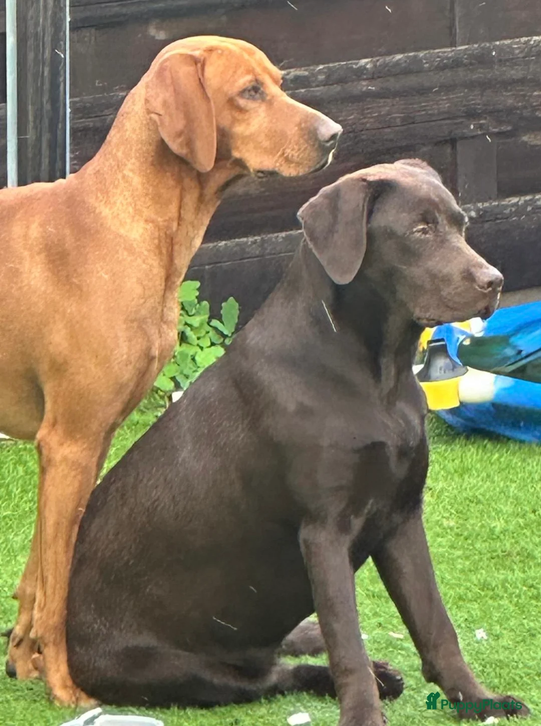 Kruising honden te koop: Laatste teefje labrador x Vizsla - Advertentie 7