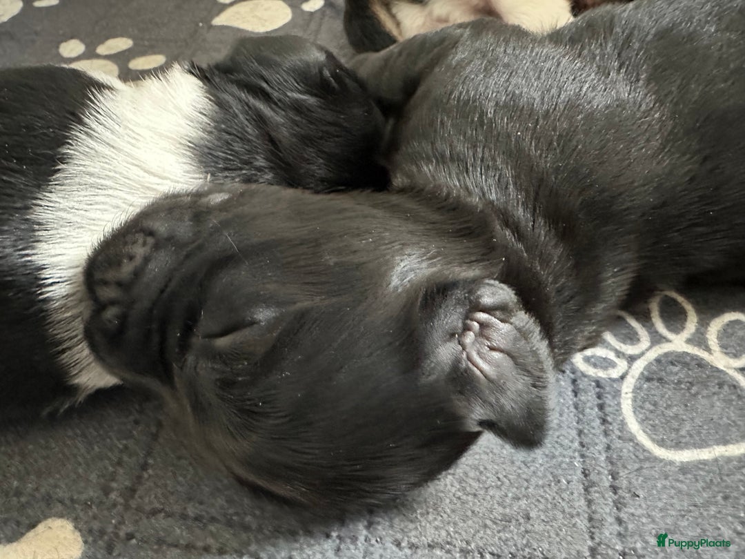 Kruising honden te koop: Nog 2 knuffelbare kruising puppy’s beschikbaar  - Afbeelding 18
