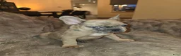 Franse Bulldog honden te koop: Prachtige Fransebulldog pups mogen nestje verlaten - Advertentie 19