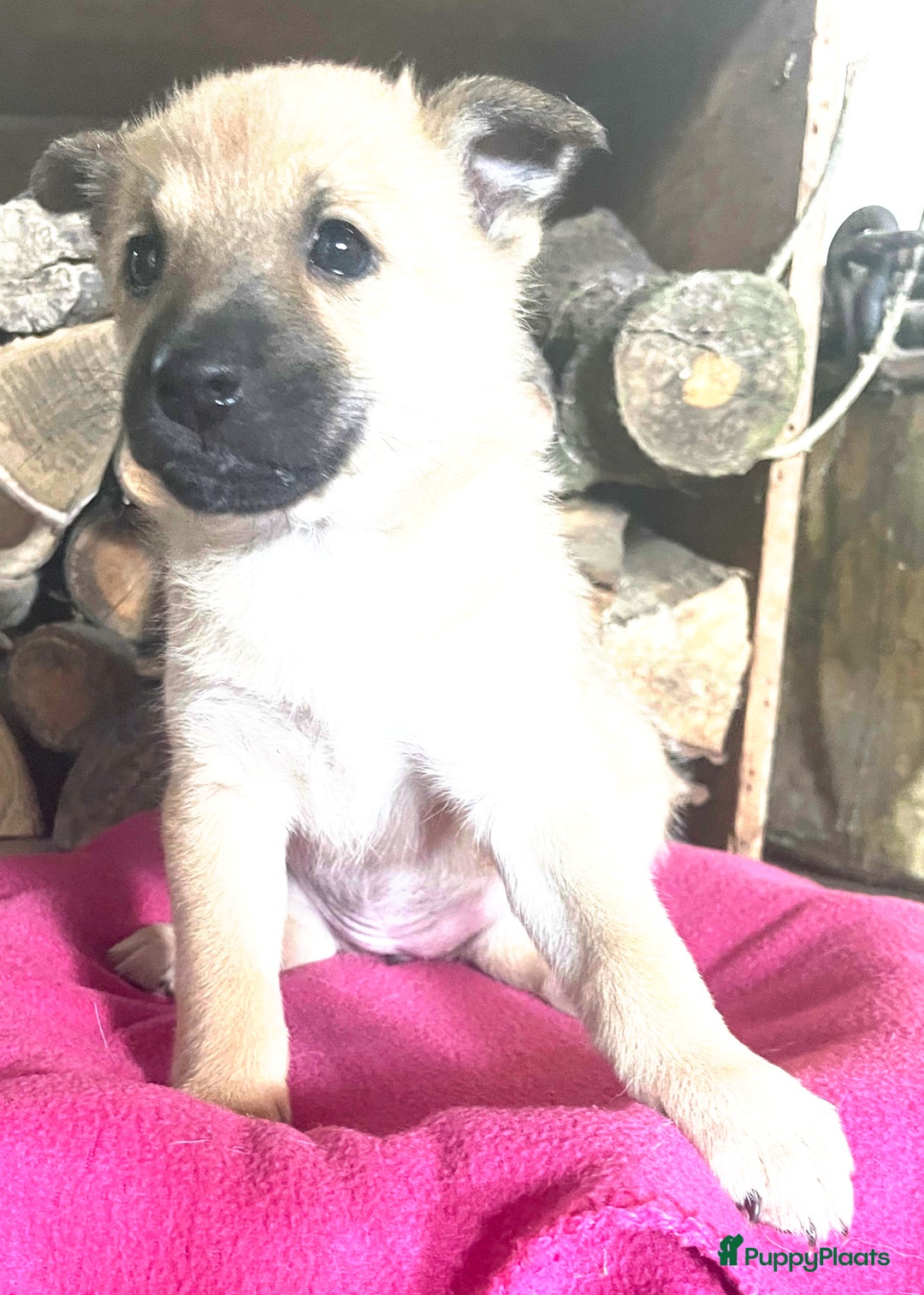 Kruising honden te koop: Veelbelovende kruising met actieve en trouwe genen - Afbeelding 8