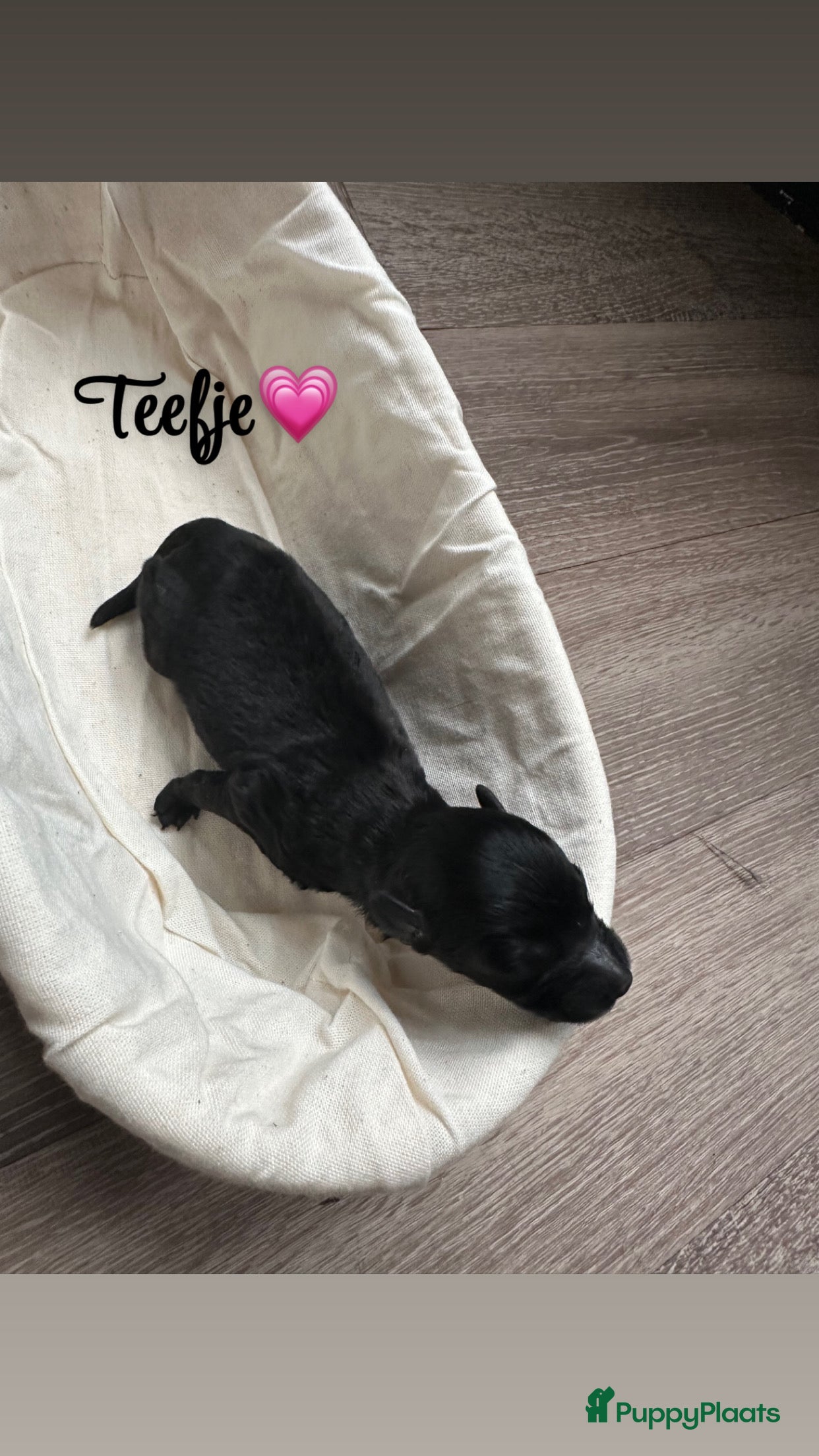 Kruising honden Pomeriaan x toypoedel pups - Advertentie 2