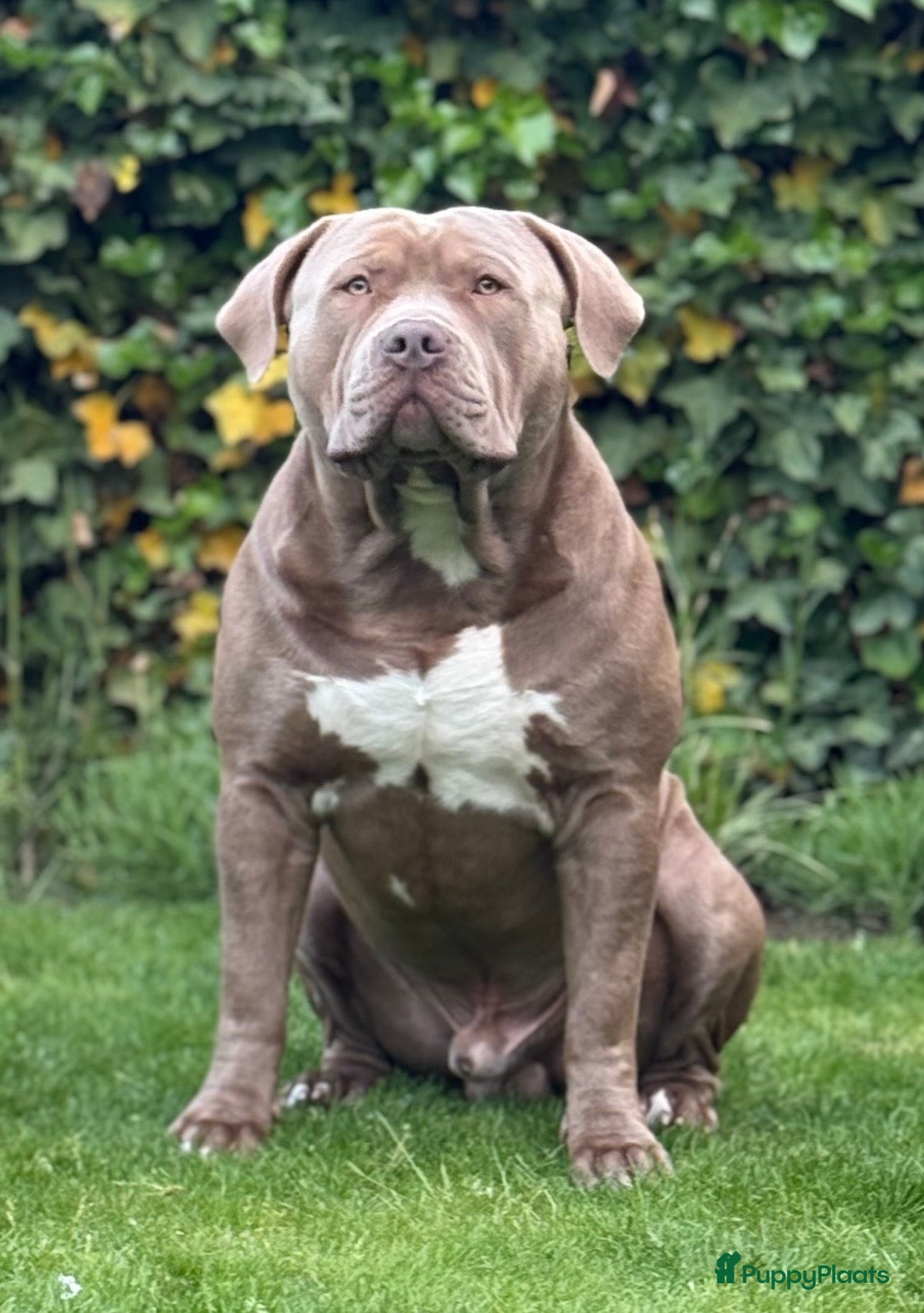 Amerikaanse Bully honden ter dekking: Zeer mooie American Bully dekreu beschikbaar - Advertentie 7