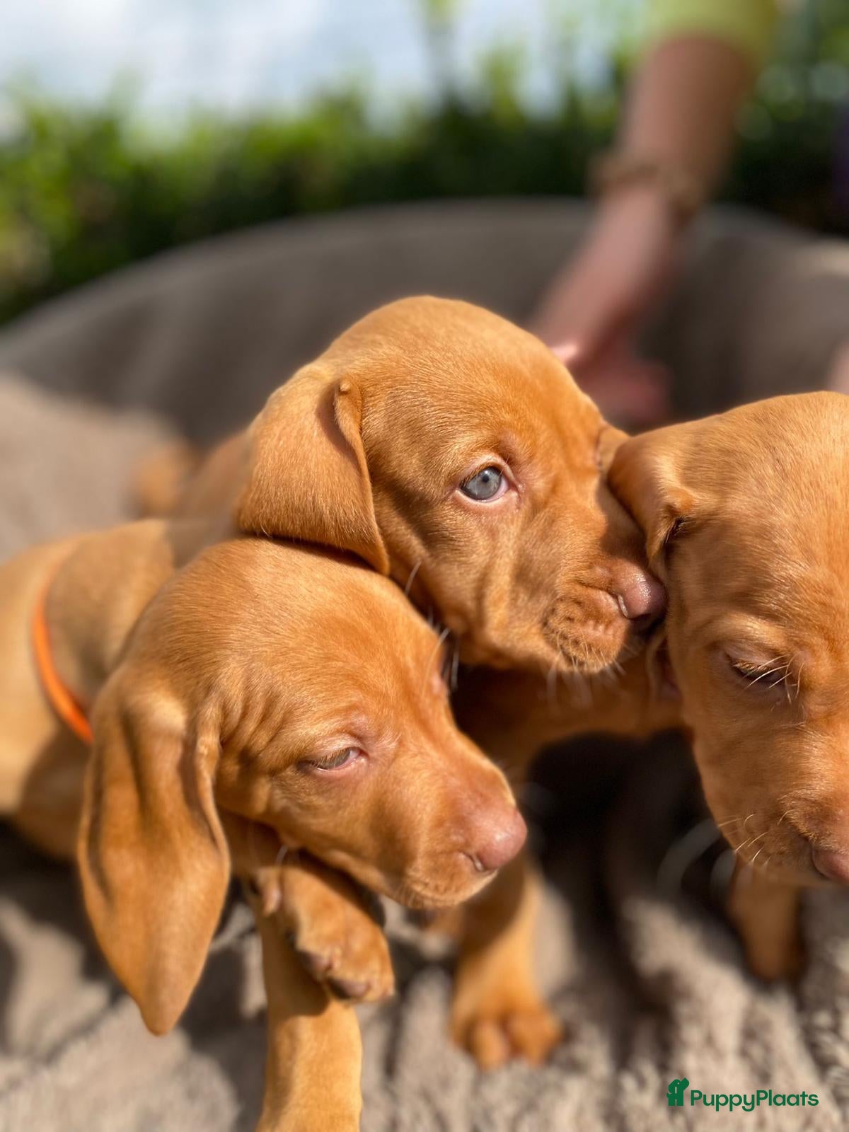 Vizsla korthaar honden Vizsla puppy’s - Advertentie 1