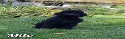 Poedel honden te koop: Prachtig nest zwarte Grote Poedel reutjes! - Advertentie 6
