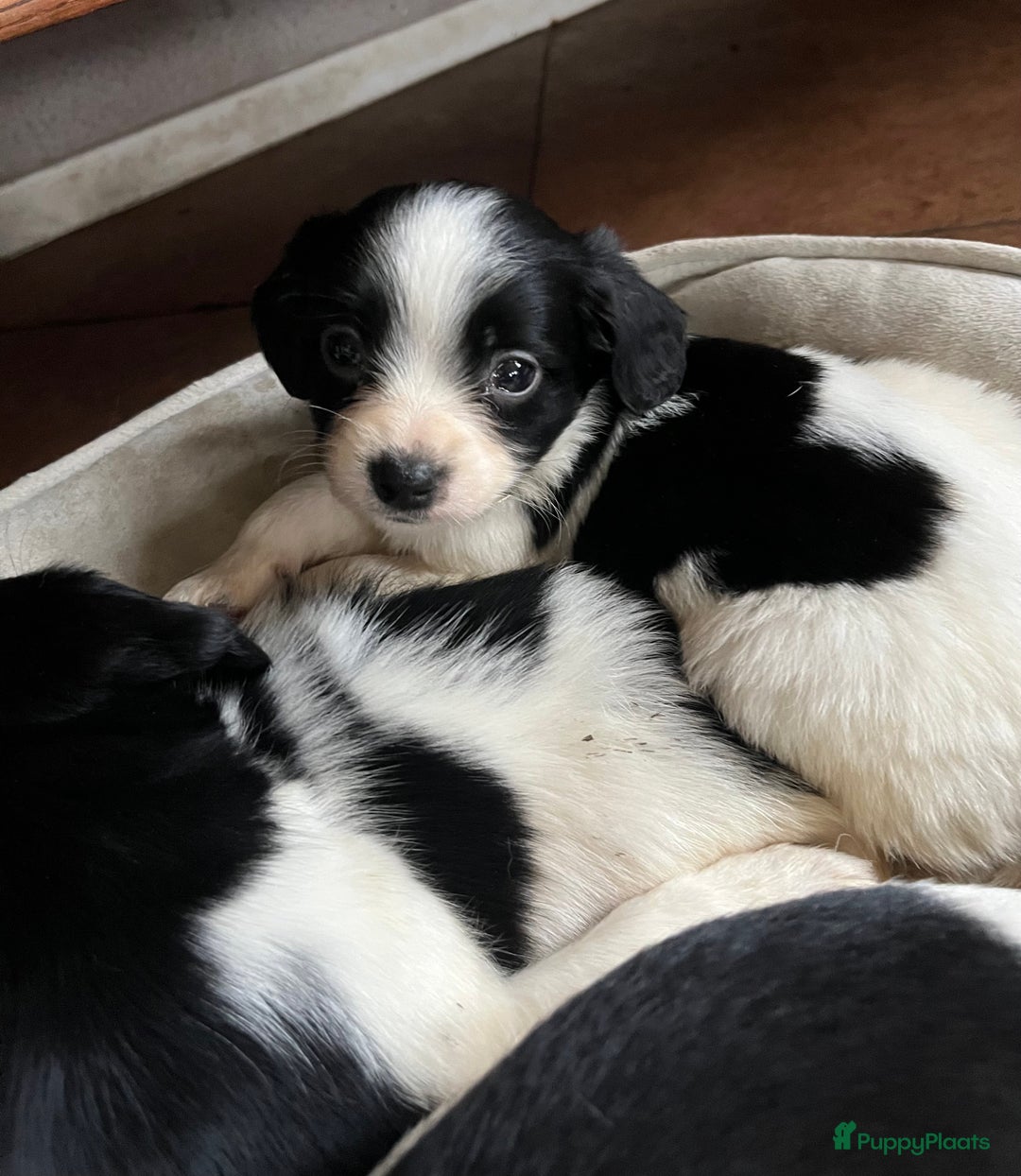 Kruising honden te koop: Super lieve kruising Markiesje pups! - Advertentie 5