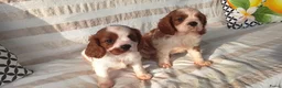 Cavalier King Charles Spaniel honden te koop: Cavalier king charles spaniel pups teefjes  - Advertentie 5