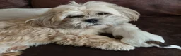 Malshi honden te koop: Liefdevol opgevoede Malshi puppy’s 🐾 Boomer puppy - Advertentie 7