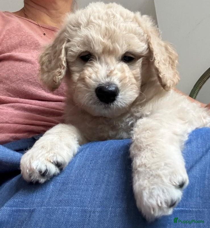 Labradoodle honden Labradoodle / 'Dubbel Doodle' pups geboren! - Advertentie 1