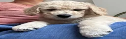 Labradoodle honden te koop: Labradoodle / 'Dubbel Doodle' pups geboren! - Advertentie 7
