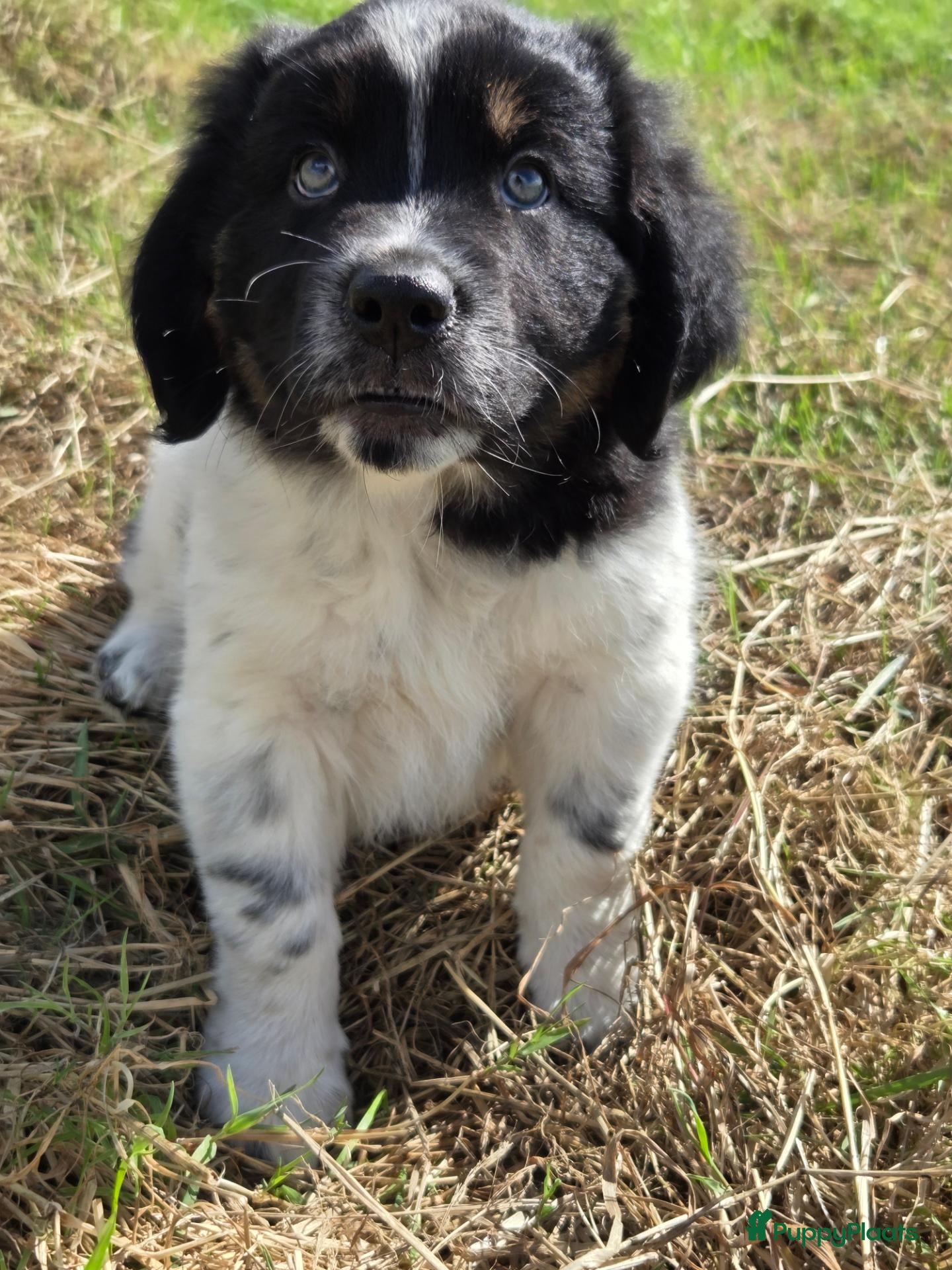 Kruising honden Friese Stabij/Border CollieX Friese Stabij reutjes - Advertentie 3