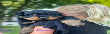 Rottweiler 6