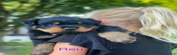 Rottweiler honden te koop: Lieve rottweilers puppy’s  - Advertentie 9