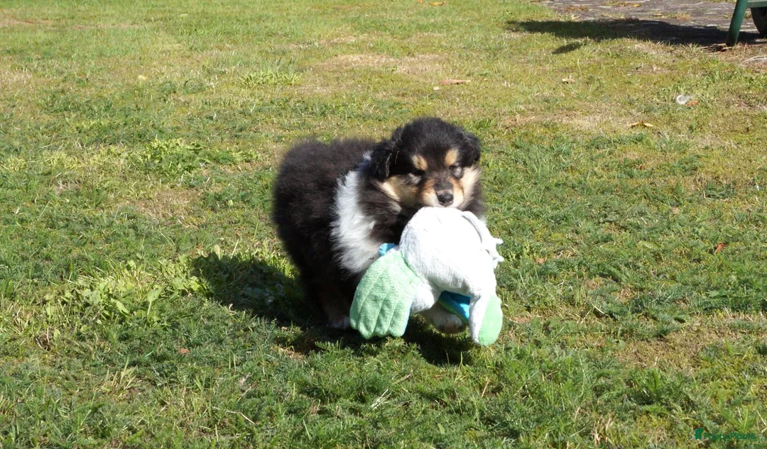 Schotse Herdershond langhaar honden te koop: Schotse Collie pup  - Advertentie 2