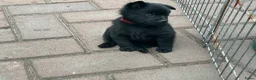 Schipperke honden te koop: U 2 cac in Schaijk - Advertentie 7