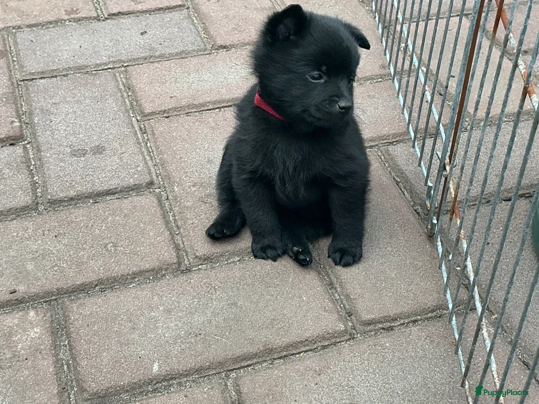 Schipperke honden te koop: U 2 cac in Schaijk - Advertentie 7