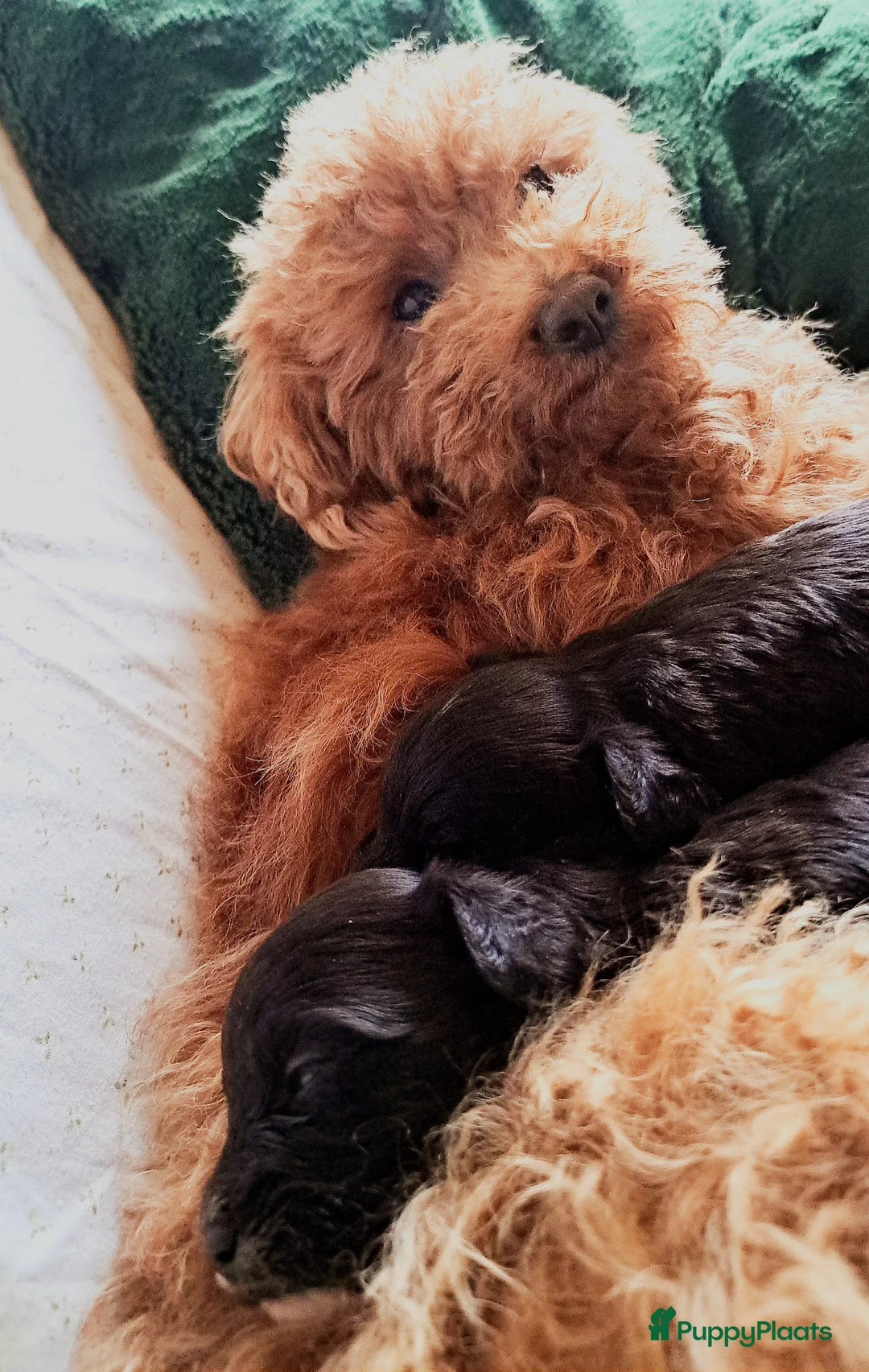 Maltipoo honden te koop: Lieve reutjes toy poedel x maltipoo - Advertentie 6