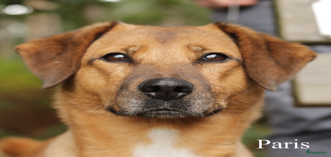 Galerij afbeelding {{count}}