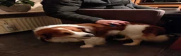 Kooikerhondje honden te koop: Raszuivere Kooikerpup reu. - Advertentie 32