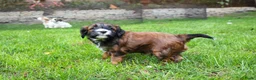 Kruising honden te koop: mooie Cava/Malti-Poo pups  in Boxtel - Advertentie 9