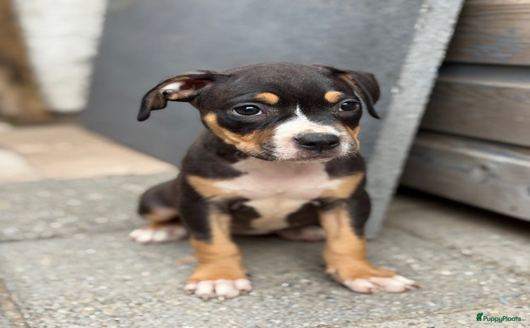 Amerikaanse Bully honden - Advertentie 1