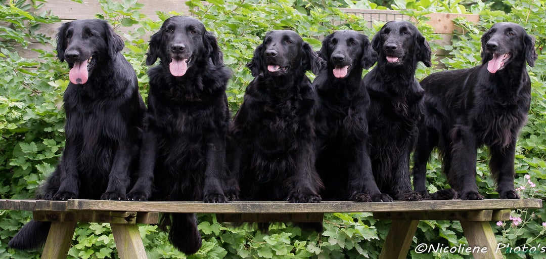 Galerij afbeelding {{count}}