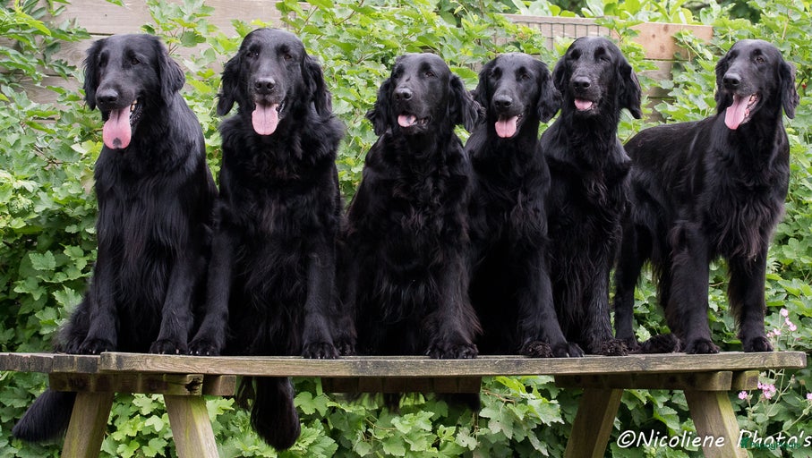 Galerij afbeelding {{count}}