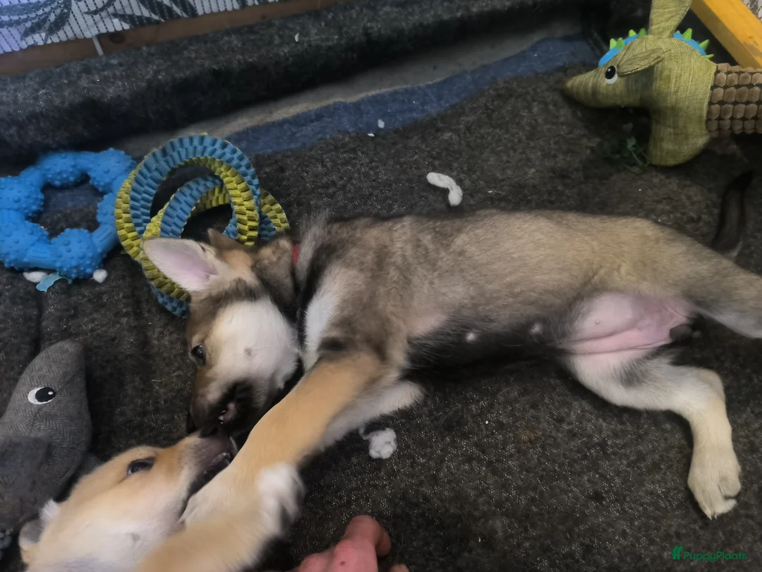 Kruising honden te koop: Tsjechoslowaakse wolfhond x Podenco-Mechel pups - Advertentie 3