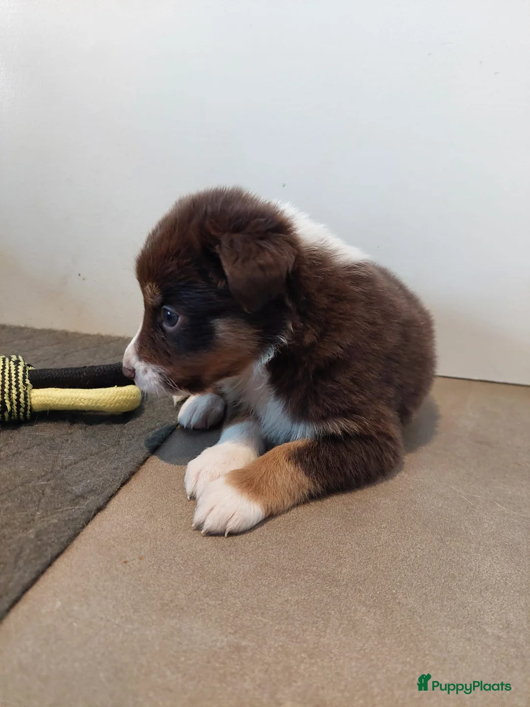 Australian Shepherd honden te koop: 🐾 Warme thuis voor Australian Shepherd pups 🐾 - Advertentie 4