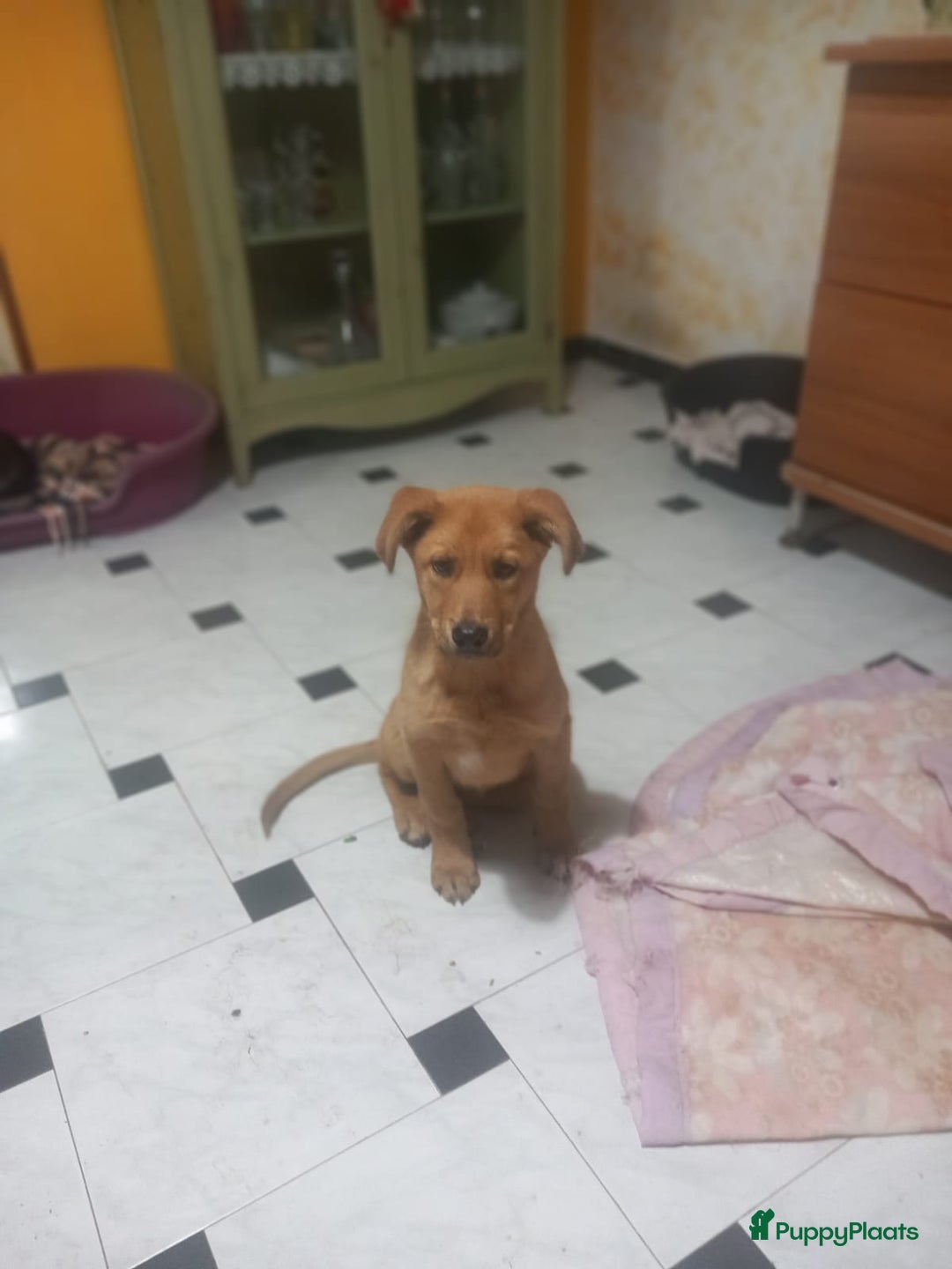 Kruising honden te koop: Ferdy zoekt gouden.mandje - Advertentie 4