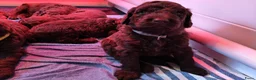 Kruising honden te koop: Labradoodle X Aussiedoodle  - Advertentie 12