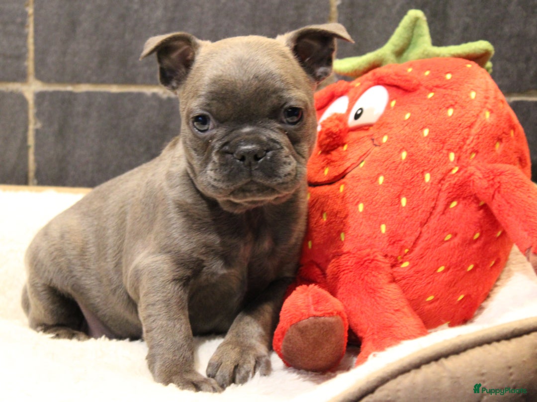 Franse Bulldog honden te koop: Franse Bulldog pups - Advertentie 29