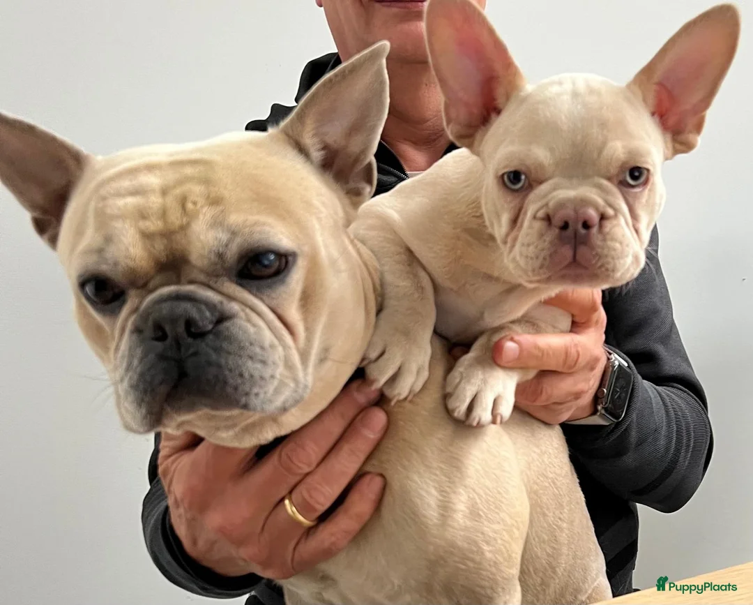 Franse Bulldog honden te koop: 🐶 Prachtige Franse Bulldog pups te koop in Breda - Advertentie 2