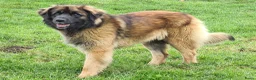 Leonberger honden te koop: Leonberger pups met stamboom  - Advertentie 3