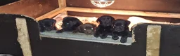 Labrador Retriever honden te koop: Raszuivere Labrador pups zwart - Advertentie 10